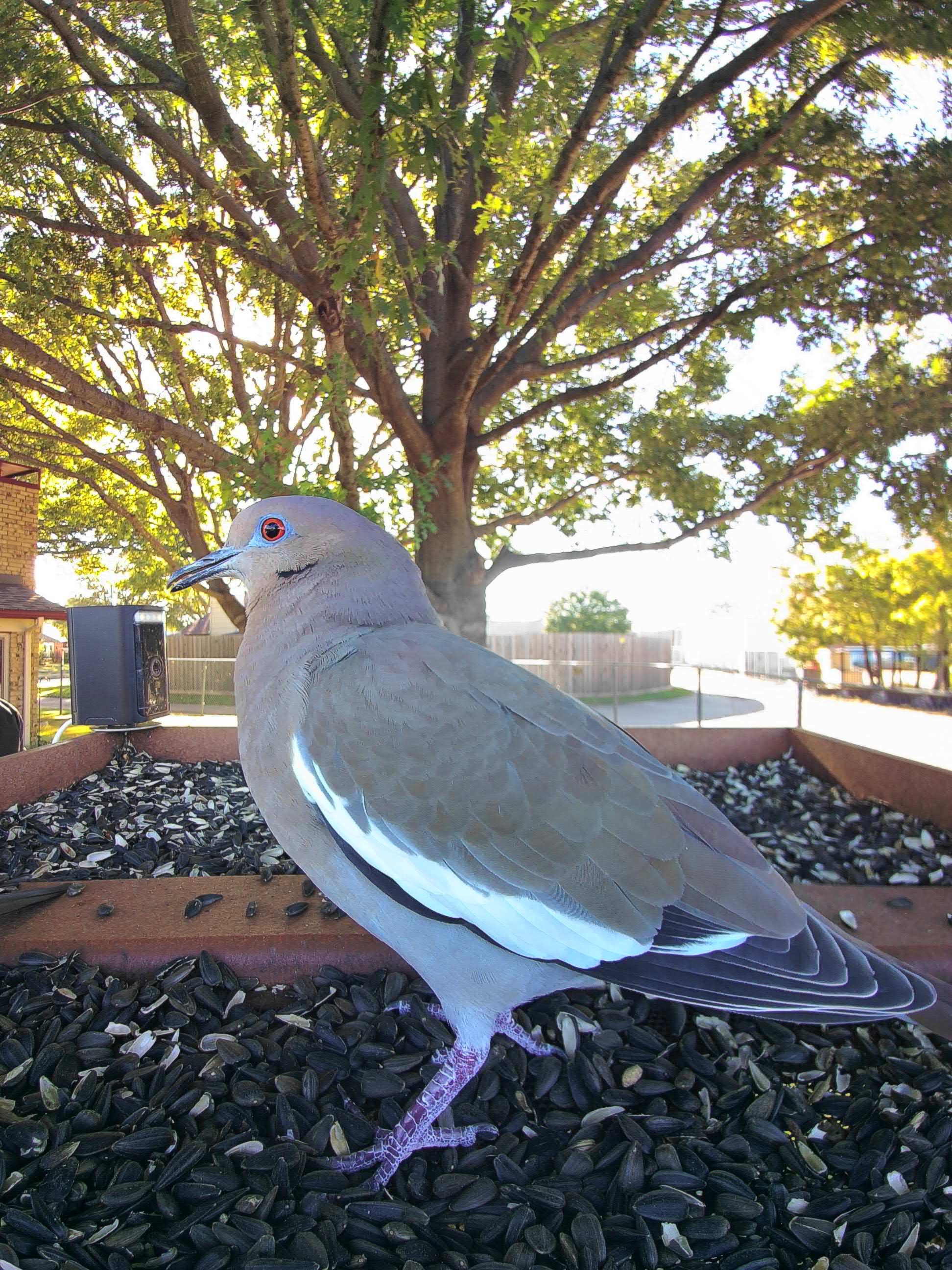 20251102-152648_dc06d59056c1_White-Winged_Dove_Lyrwen_The_Dawnwarden__06_7487c145 1